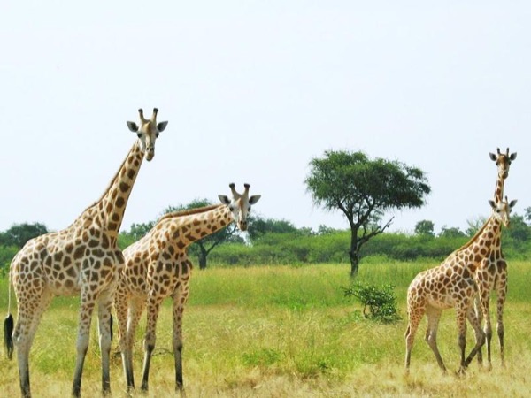 Waza National Park