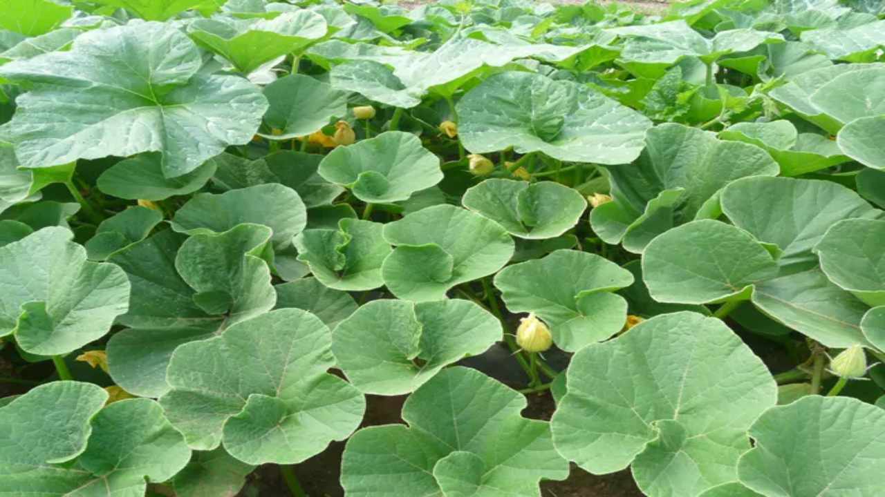 What are the Health Benefits of Pumpkin Leaf Juice?